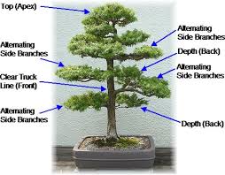 Easy Steps To Make Bonsai At Home Bonsai Tree Bonsai Tree Types Bonsai Tree Care