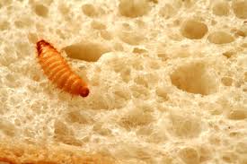 Die larven der lebensmittelmotten hinterlassen zudem in den lebensmitteln (auflistung siehe unten, in den faq) ihre mottengespinste. Mini Parasiten Im Mehl Und In Der Kuche So Identifiziert Man Die Insekten