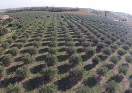 Les Oliviers De La Canterrane Huiles D Olives Direct Producteur Et Produits De Terroir Du Roussillon