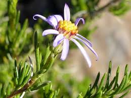 Image result for Felicia filifolia