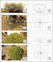 Image result for Oreophyton