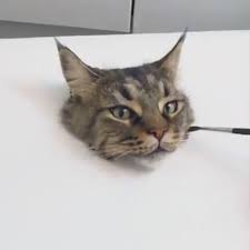Asiri Gercekci Kedi Cizimi Izlesene Com