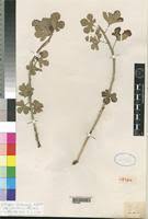 Image result for Clutia stuhlmannii