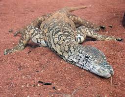 Located 37 miles (60 km) off the western australian coast, barrow island was last connected to the mainland more than 8,000 years. List Of Reptiles Of Australia Wikipedia