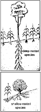 Trees And Their Management Iirr 1992 195 P Jackfruit Production