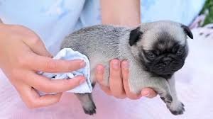 Or if your puppy is prone to dry skin, you can wait longer between baths. 3 Ways To Bathe A Newborn Puppy Wikihow