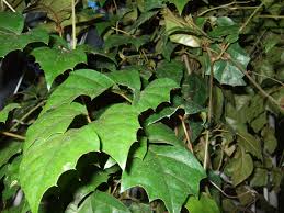 Low light can make the plant sick and leggy. Grape Ivy Growing Information On Caring For Grape Ivy Indoors