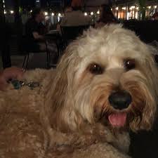 Nina's Paws and Purrs