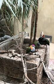 Bildergebnis für Kobby Adi