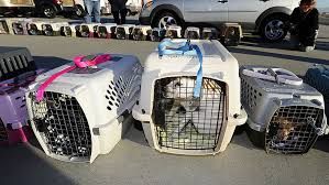 Learn about the alaska airlines policies regarding traveling with pets on our flights, either in the cabin with you or in the baggage and cargo compartments. Going Away What It Costs To Fly Your Pet Marketwatch