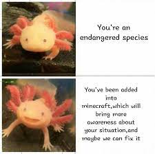 There are a lot of memes out there, but there's always room for more. What Do I Put Here R Minecraftmemes Axolotl Know Your Meme