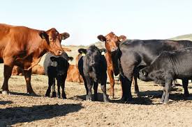 Pisicile nu au chiar 9 vieți, dar factori ca o dieta adecvata si un mediu potrivit pot avea un impact major in viata unei pisici. Caracteristici Principale Ale Rasei Angus Karpaten Meat Group