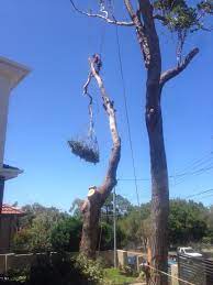 Pin On Sydney Urban Tree Services