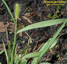 Image result for Setaria parviflora