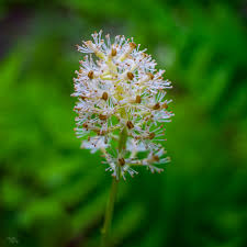 Image result for Pouchetia baumanniana