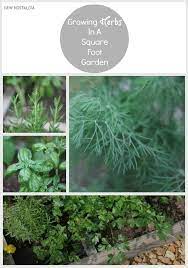 It is best suited for gardeners with limited space, those who want to have a garden with the most valuable crops right next to their homes, or those who don't have ambitions when it comes to quantity of crops but want a. Growing Herbs In A Square Foot Garden New Nostalgia