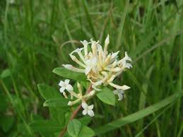 Image result for Dicoma galpinii