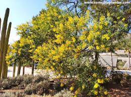 Image result for Acacia karroo