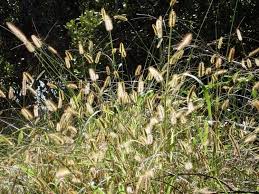 Image result for Setaria incrassata