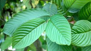 4,069 likes · 58 talking about this. Manfaat Daun Kratom Dan Legalitasnya Tribun Pontianak