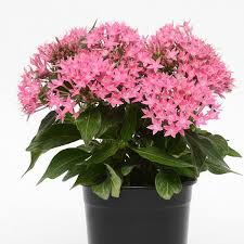 Image result for Pentas longiflora