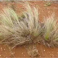 Eragrostis cilianensis (all.) vignolo ex janch. Pdf African Lovegrass Risk Assessment