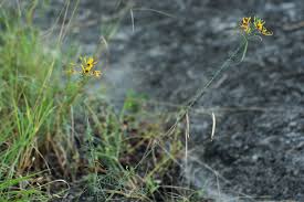 Image result for Cleome angustifolia