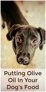 Adding Olive Oil To Dog Food Paws Right Here Dog Food Recipes Olive Oil For Dogs Easiest Dogs To Train