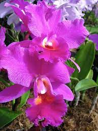 Cattleyax1 Balboa 101809 1 Beautiful Orchids Cattleya Orchids