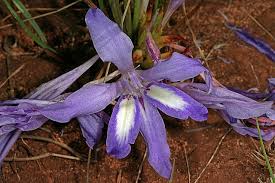 Image result for Babiana bainesii