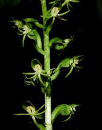 Image result for Habenaria malacophylla