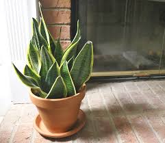Costco does have some amazing tools to aid you in your green thumb journey, like raised flower beds, vegetable plants, and even some adorable gardening shoes. House Plants A Map Of The Urban Jungle The Gatethe Gate