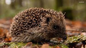 Hedgehog Wallpaper Wildlife Wallpaper Hedgehog Animal Wildlife Animals