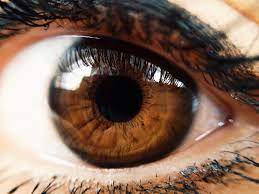 Chocolate Brown Eye Brown Eyes Aesthetic Eye Photography Dark Brown Eyes