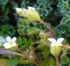 Image result for Tridactyle tridactylites