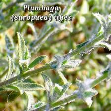 Image result for Plumbago ituriensis