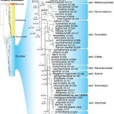 Image result for Scleria globonux