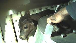 Calf Slaughter The Killing Of Baby Cows The Dairy Industry Video