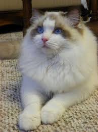Internationally recognised breeder provides information about ragdolls. Chocolate Bicolor Ragdoll Yogi Bear