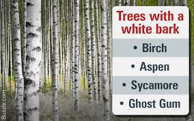 Image result for white sycamore tree