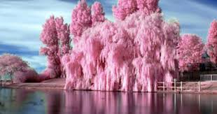 Personal| weeping cherry willow tree. 13 Weeping Cherry Willow Ideas Weeping Cherry Tree Cherry Tree Tree