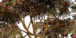 Image result for Combretum kraussii