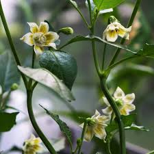 Image result for Capsicum baccatum
