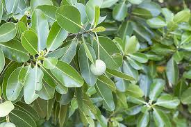 Image result for Calophyllum inophyllum