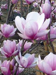 Image result for magnolia soulangeana