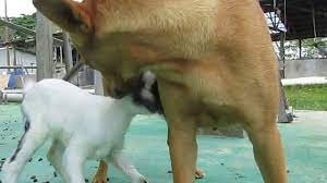 Dog mating with goat
