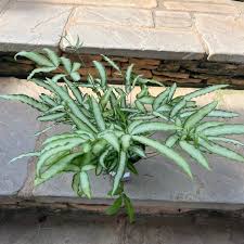 Image result for Pteris