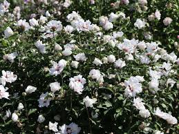 Gartenhibiskus liebt einen sonnigen, leicht geschützten standort. Garteneibisch Speciosus Hibiscus Syriacus Speciosus Baumschule Horstmann