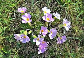 The flowers of the primula family usually bloom from early spring to late summer. Flowers Primroses Spring Flowers Wildwachsend Small Pink Flowers Yellow Pollen Tubes Meadow Bright Beautiful Pikist