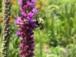 Image result for Pycnostachys reticulata
